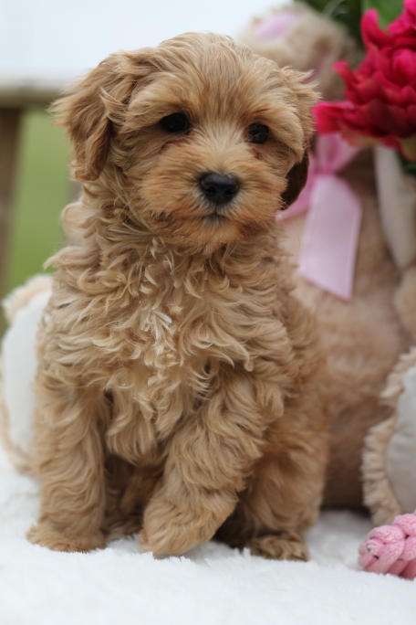 Engel Faldgruber hellig A Few Facts about Australian Labradoodles | Tora's Labradoodles