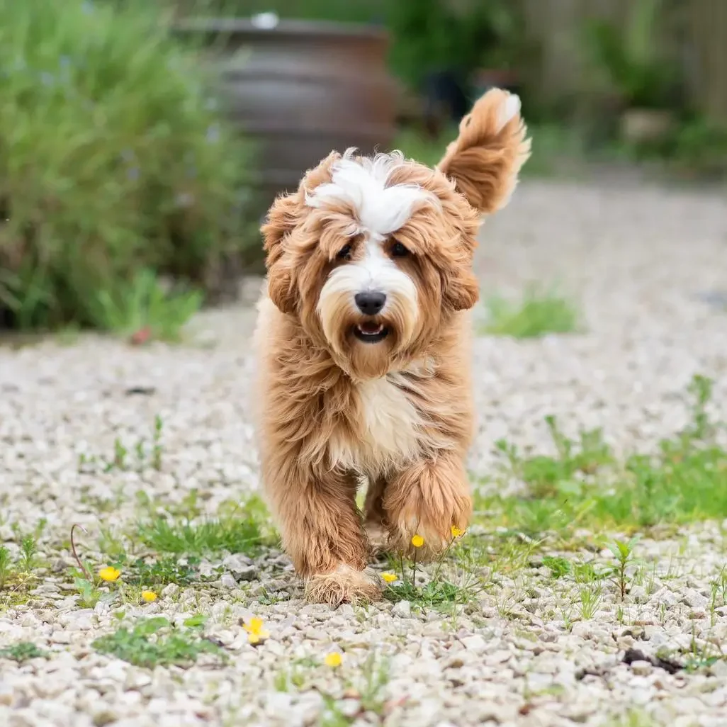 A fluffy, tan and white Australian Labradoodle, the epitome of perfect family pets, walks on a gravel path with greenery in the background.