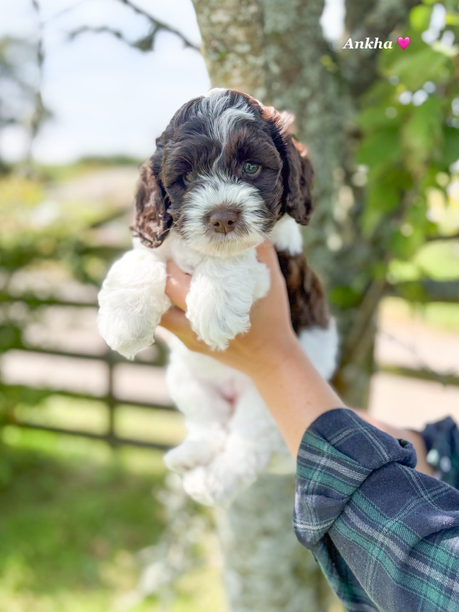 Elsie x Henry’s Litter