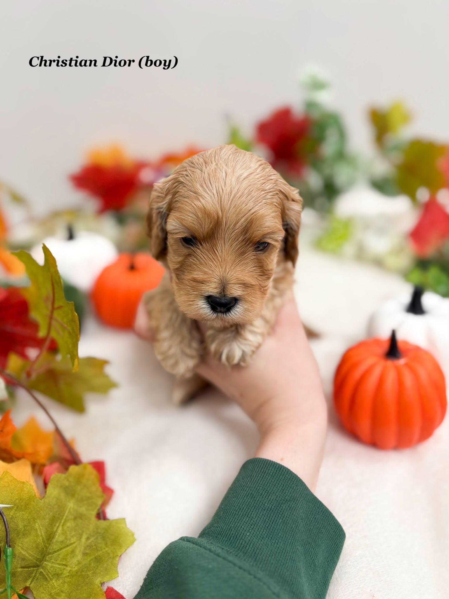 Chrissie & Goose’s Litter