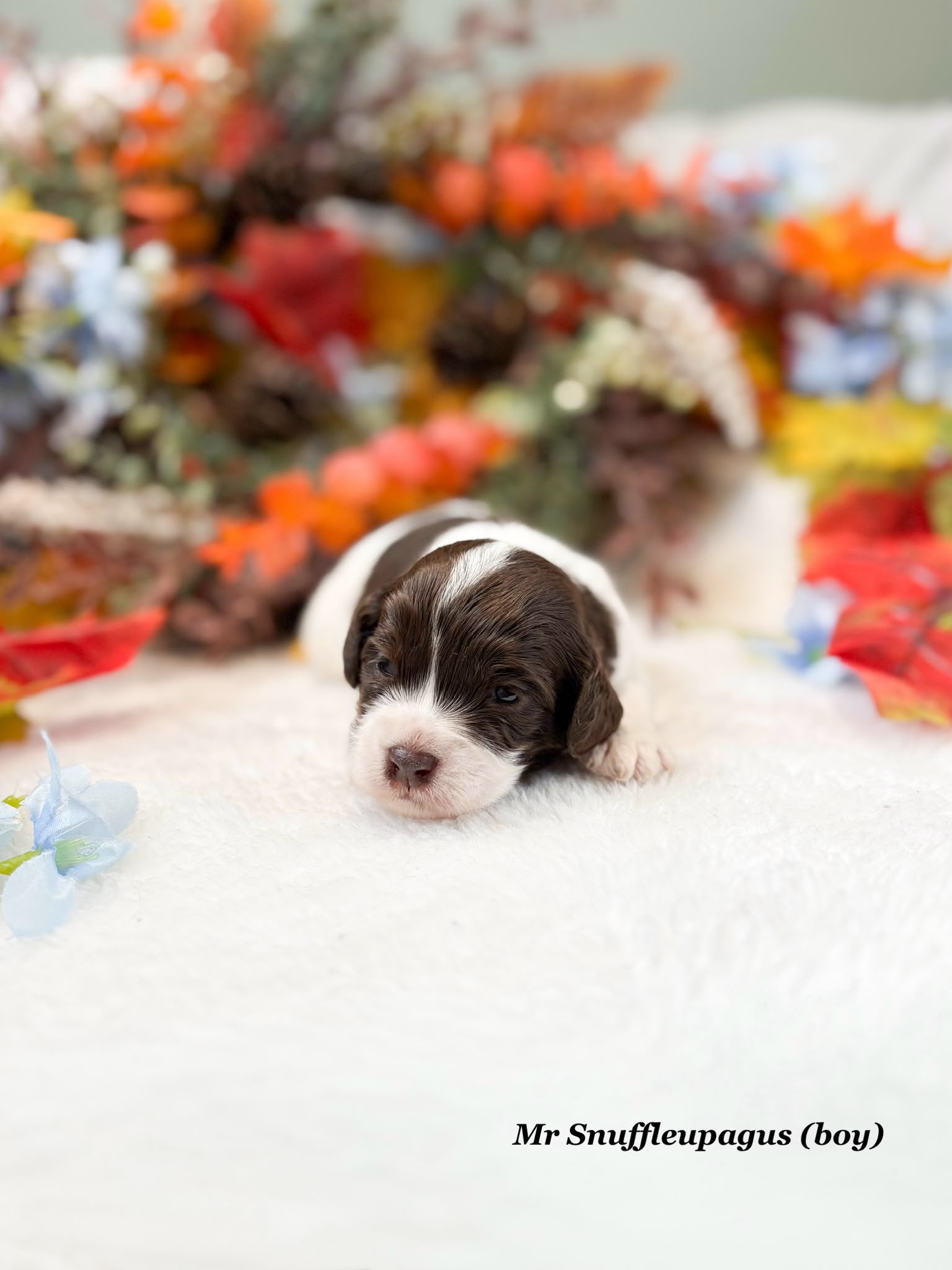 Marley & Bondi’s Litter